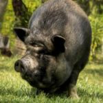 【ブタ戦争】たった一匹の豚をきっかけに起きた戦争